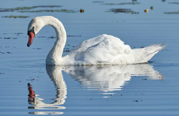 Close-up image of an adult Mute Swan (Cygnus olor) swimming in a lake and reflection in the blue water / at Unesco world heritage Federsee, Bad Buchau, Germany in August 2019