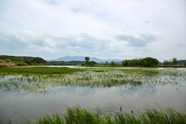 istock Upo Wetland 1171411531