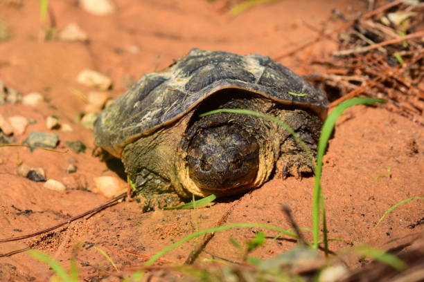 istock Front view of Snapping turtle on clay dirt in forest 1171412438