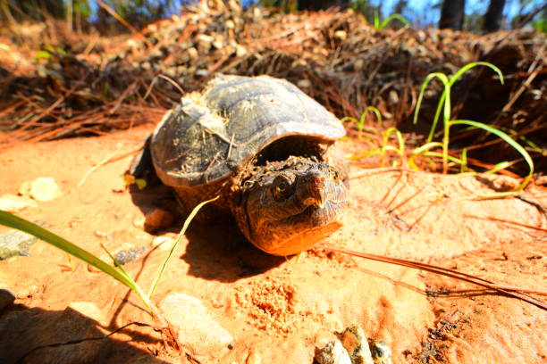Sunlit snapping turtle in pine forest, with head out and tilted up slightly as it checks out the lens. Photo taken at Blackwater River state forest in Northwest Florida. Nikon D750 with Venus Laowa 15mm macro lens.