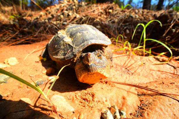 istock Angled front view of Snapping turtle on clay dirt in forest with head pointed towards camera 1171412505