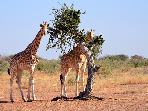 Kouré, Tillabéri region, Niger: pair of Niger giraffes aka West African giraffes (Giraffa camelopardalis peralta) feeding from an acacia at Kouré Giraffe Reserve - West Africa's last wild giraffe herds