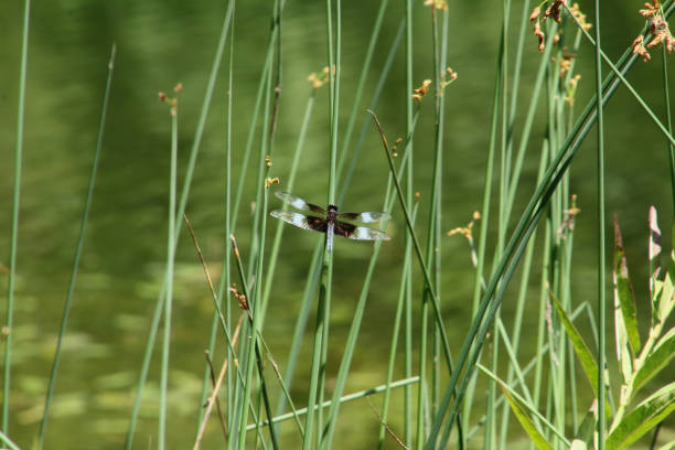 Blue and Black dragonfly on plant near water