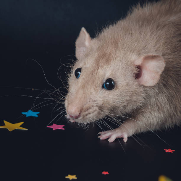 istock Nice rat sits in stars on a black background 1171414934