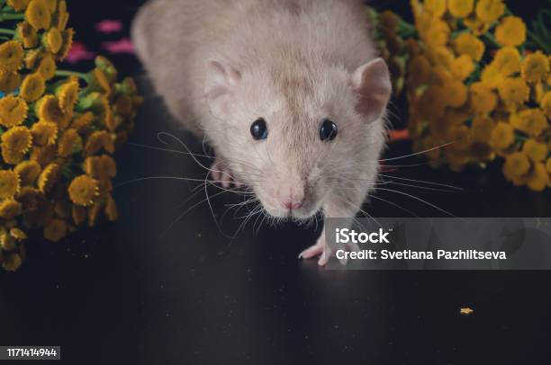 Cute Rat Next To Yellow Flowers Stock Photo - Download Image Now - 2020, Animal, Animal Body Part - iStock Cute Rat Next To Yellow Flowers Stock Photo - Download Image Now - 2020, Animal, Animal Body Part - iStock
