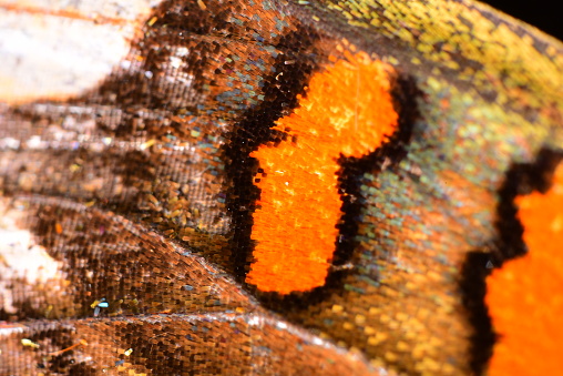 Macro of overlapping toothy scales on Buckeye wing's vivid orange bars with slightly translucent scales. Nikon D750 with Rokinon 20mm microscope lens. Photo taken at Blackwater River State Forest in Northwest Florida