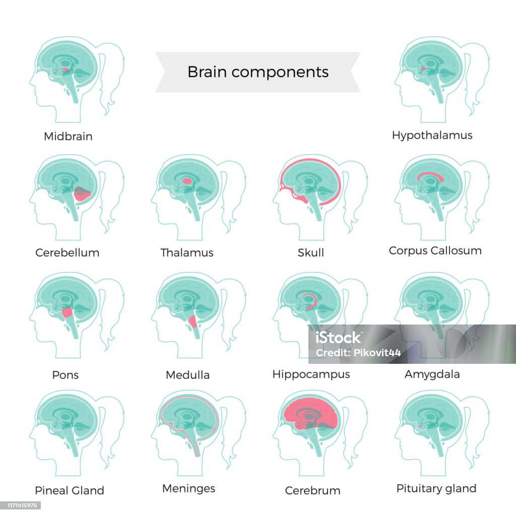 Head Components Brain Set Of Vector Illustration Of Brain Components Stock Illustration ...