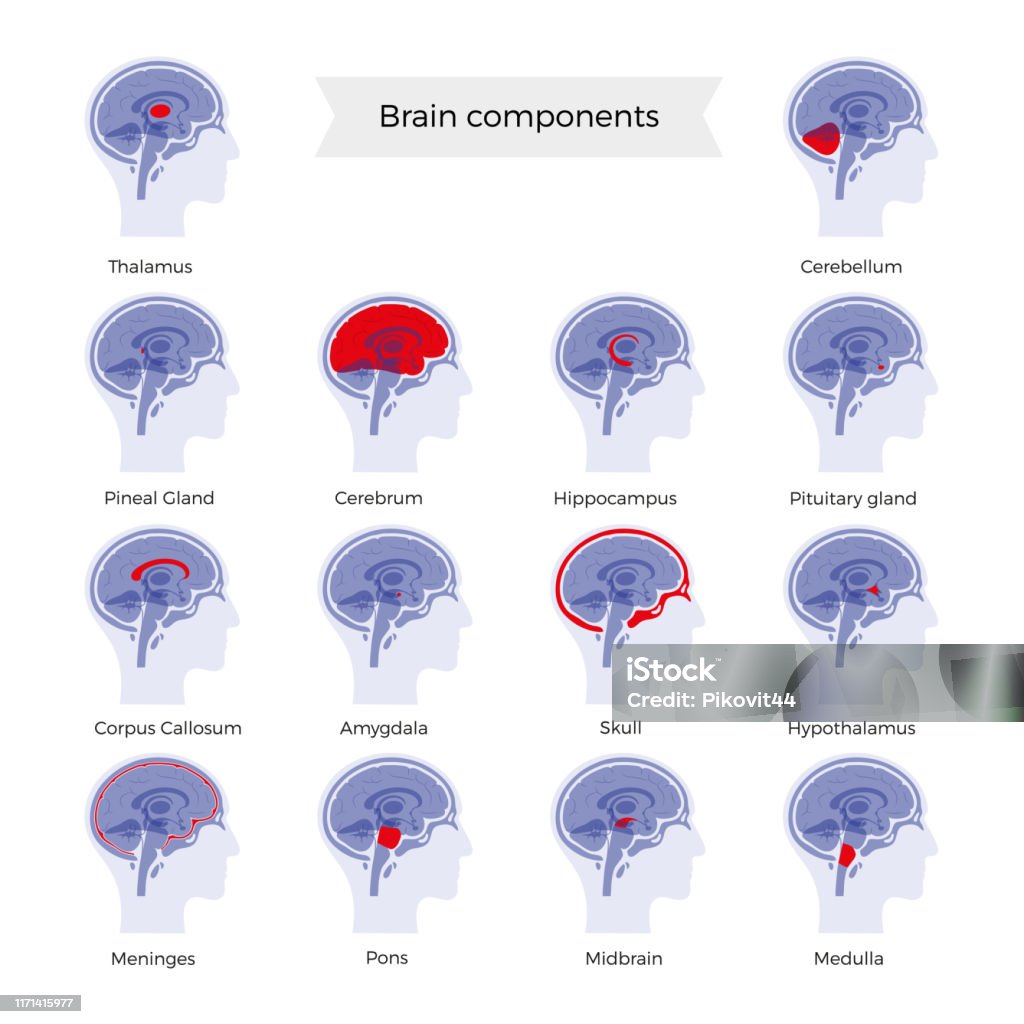 Head Components Brain Set Of Vector Illustration Of Brain Components Stock Illustration ...