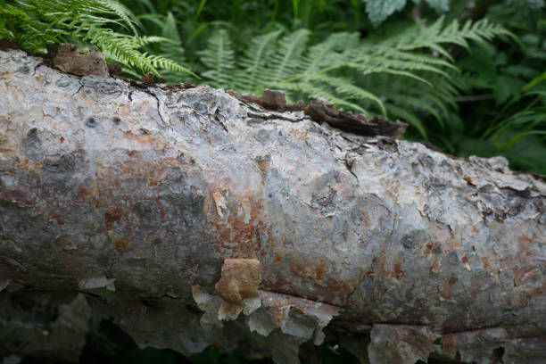 Free Stock Photo of Close-up texture of a mossy log in forest ...