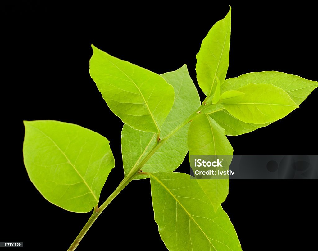 Laurus - Royalty-free Botânica - Ciência de plantas Foto de stock