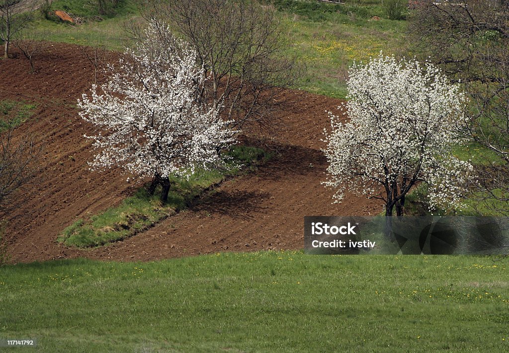 Paisagem de Primavera - Royalty-free Agricultura Foto de stock