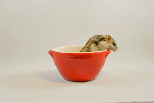 Photo of Image of hamster (Djungarian)