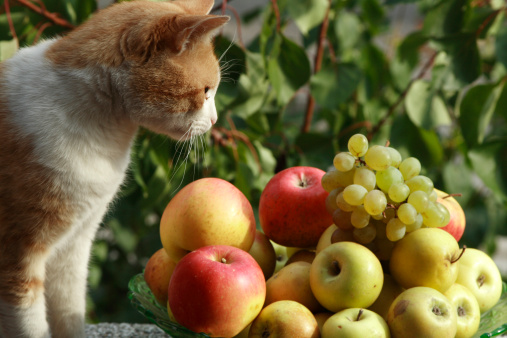 Cat look into Fruits.