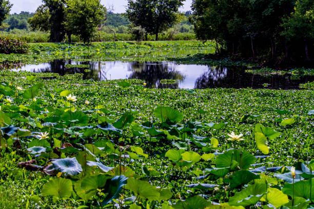 yellow lotus water lilies on lake - water hyacinth water plant pond nobody imagens e fotografias de stock