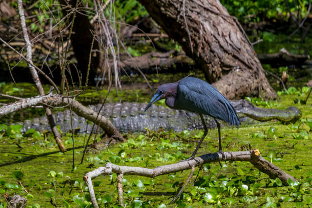 A Heron near a big Alligator in the wild