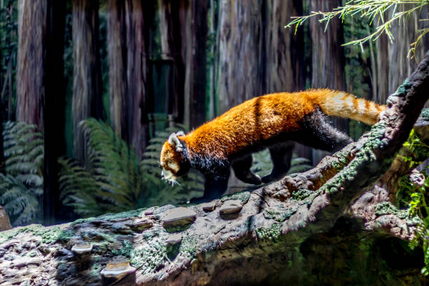 An Adorable Red Panda An Adorable Red Panda (Ailurus fulgens) Walking on a Log in a Forest Setting. red panda small panda raccoon family stock pictures, royalty-free photos & images