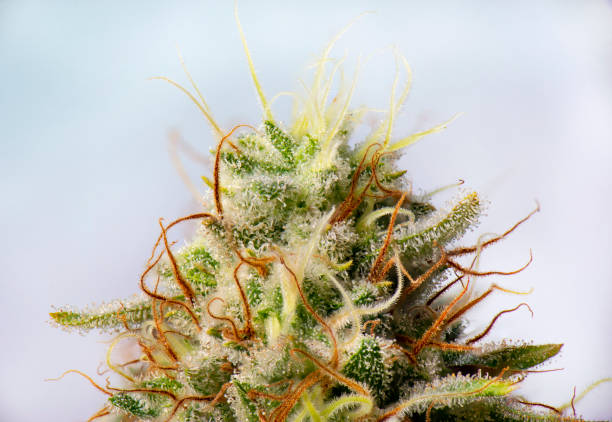 Cannabis flower (white critical strain) with visible trichomes stock photo