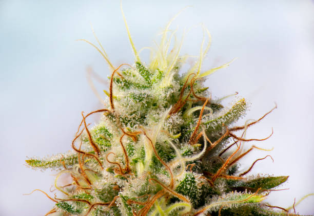 Cannabis flower (white critical strain) with visible trichomes - fotografia de stock