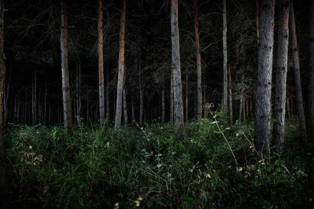 istock magical lights sparkling in mysterious forest at night. Pine forest with strange light 1171422058