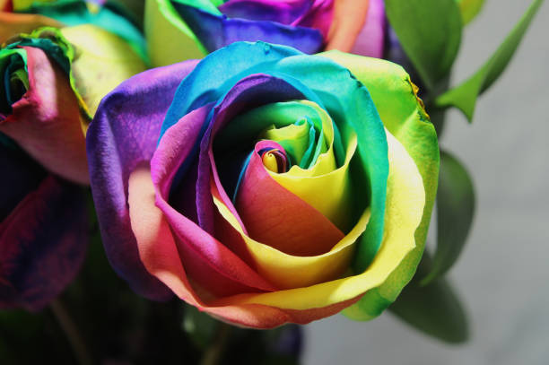 istock Close Up of a Tie Dyed Rose 1171422668
