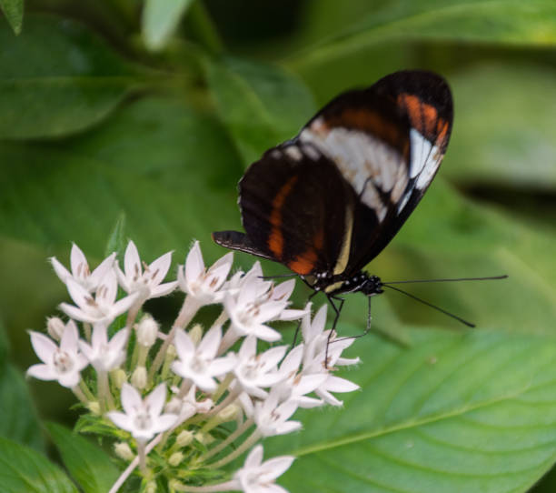 istock Black, orange and white butterfly on white flowers 1171422675