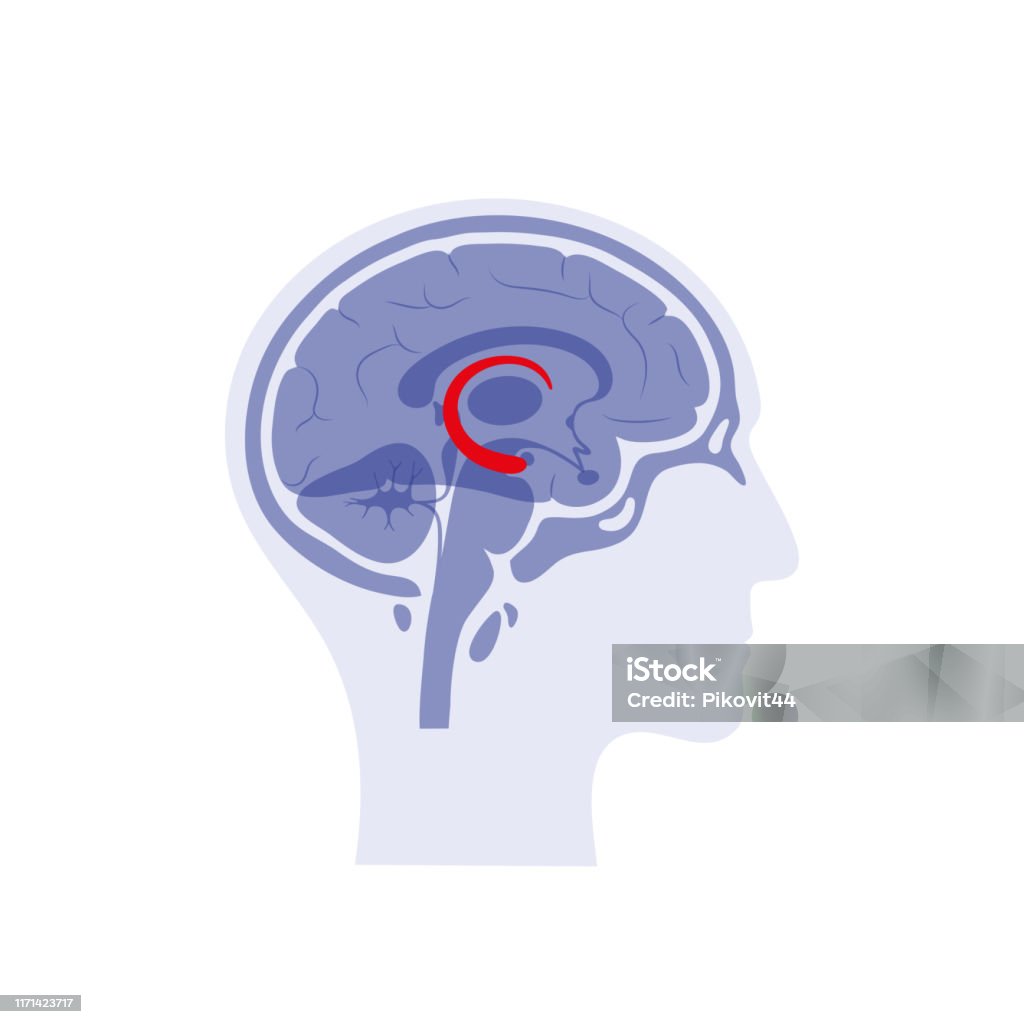 Vector isolated illustration of Hippocampus Vector isolated illustration of Hippocampus in man head. Human brain components detailed anatomy. Medical infographics for poster, educational, science and medical use. Sagittal view of the brain Adult stock vector