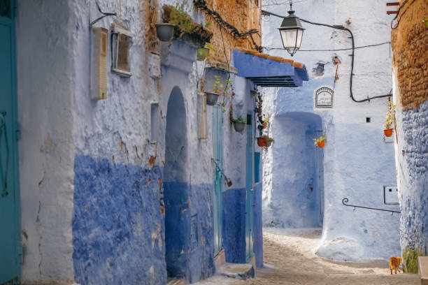 istock Cat in Blue Town Chefchaouen 1171425659
