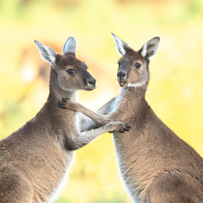 Young kangaroos play fighting. The  Western Grey kangaroos are commonly found in southern part of Australia.
