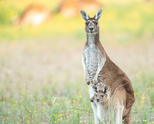 mutter und joey familie - kangaroo joey marsupial mammal stock-fotos und bilder
