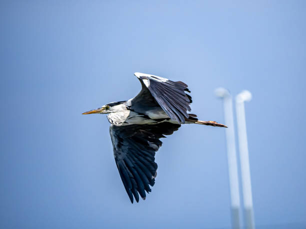 istock Ardea cinerea jouyi gray heron in flight 1171426143