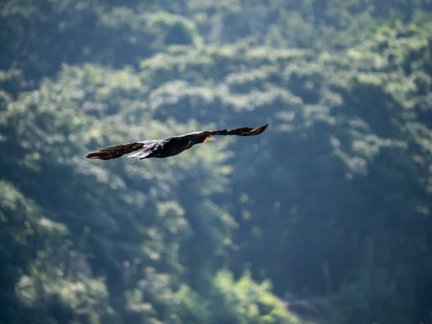 istock Japanese Temminck's cormorant over tama river 5 1171426164
