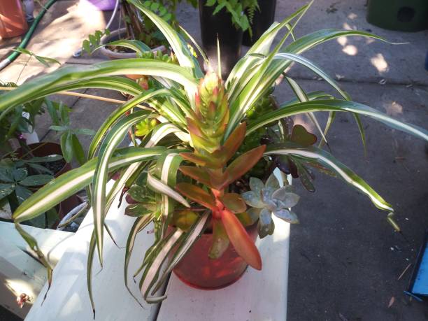 istock succulent plants in a pot - beautiful plant decor 1171426857