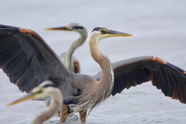 istock Great blue herons look in opposite directions while one spreads its wings 1171426918