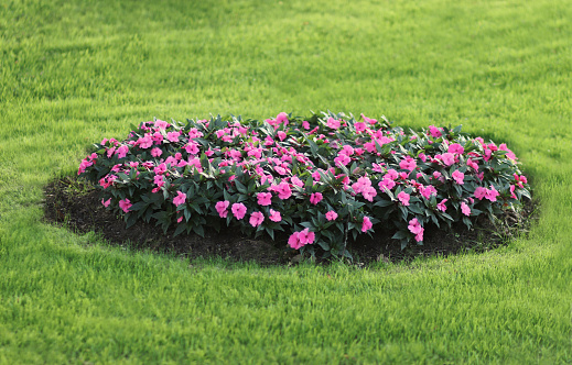 round flowerbed with pink petunias, surrounded by fresh green lawn