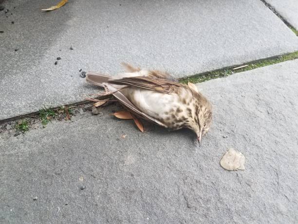 istock dead bird on grey stone tiles or ground 1171429005