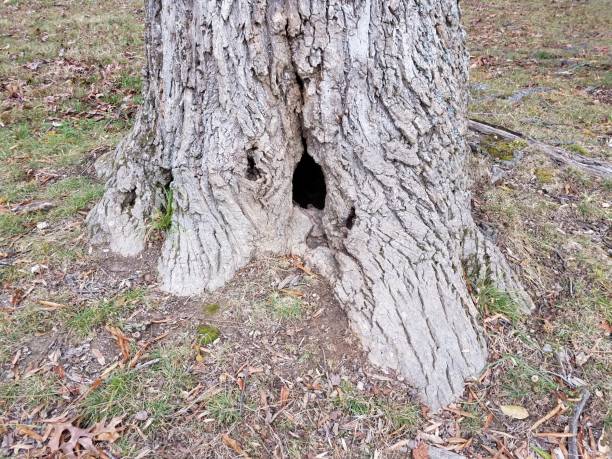 istock dark black hole at base of tree 1171430294