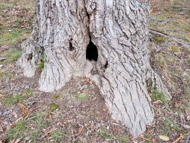 istock dark black hole at base of tree 1171430302