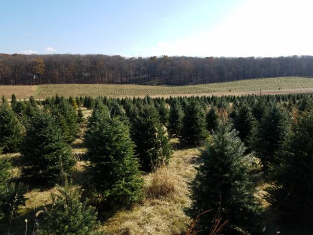 istock Christmas tree farm with pine trees growing 1171430325