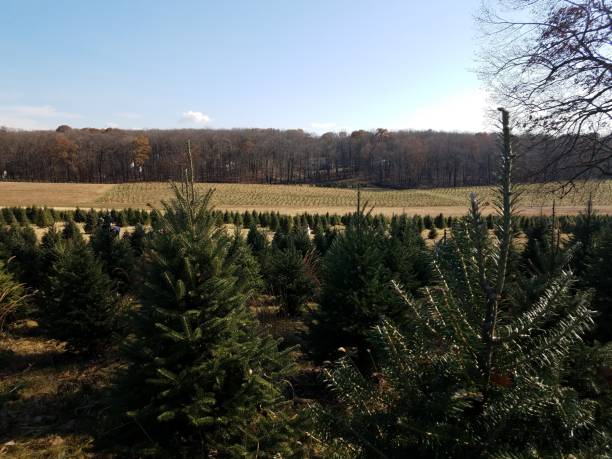 istock rows of green pine Christmas trees at farm 1171430326