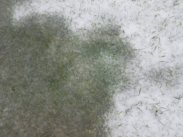 istock white snow and ice on green grass lawn 1171431068