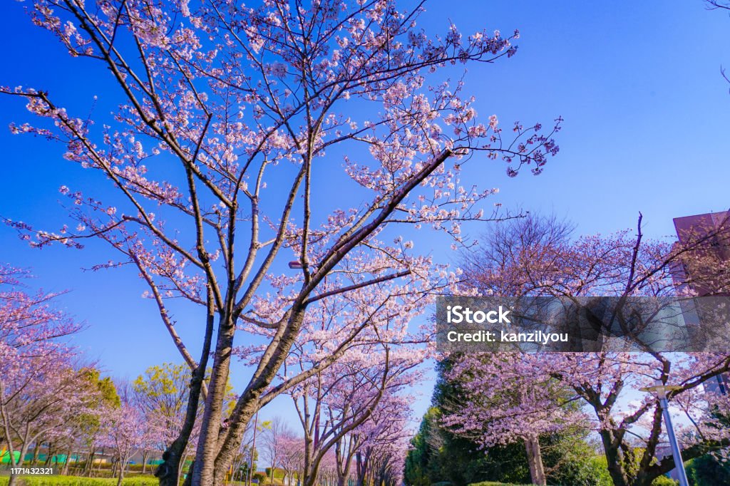 Full bloom of the cherry tree and sunny blue sky (Chofu Airport) Full bloom of the cherry tree and sunny blue sky (Chofu Airport). Shooting Location: Tokyo metropolitan area Capital Cities Stock Photo