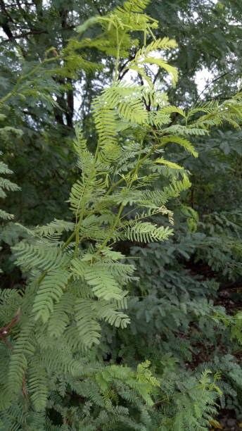 istock Rain drop in leaves monsoon season green atmosphere 1171435882