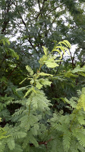 istock Rain drop in leaves monsoon season green atmosphere 1171435897