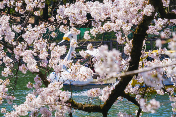 istock Full bloom of the cherry tree and the duck boat (Inokashira Park) 1171436045