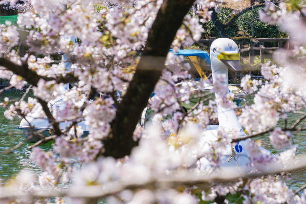 istock Full bloom of the cherry tree and the duck boat (Inokashira Park) 1171436068