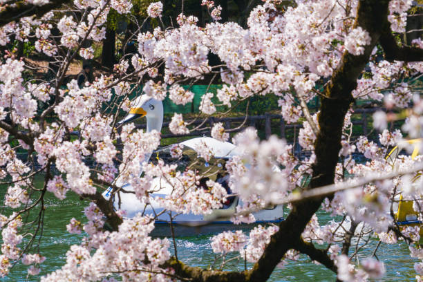 istock Full bloom of the cherry tree and the duck boat (Inokashira Park) 1171436111