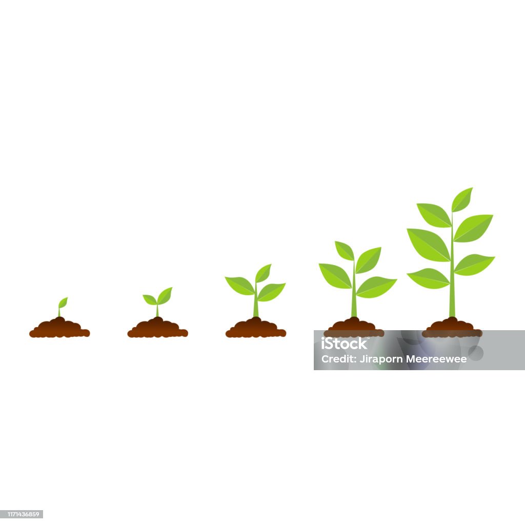 The Tree That Grows From Seed Is A Big Tree With Green Color And The The Tree That Grows From Seed Is A Big Tree With Green Color And The