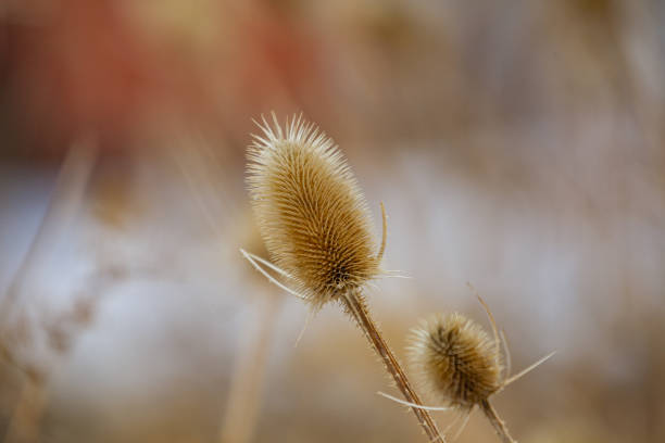 istock High Desert Winter 1171442096