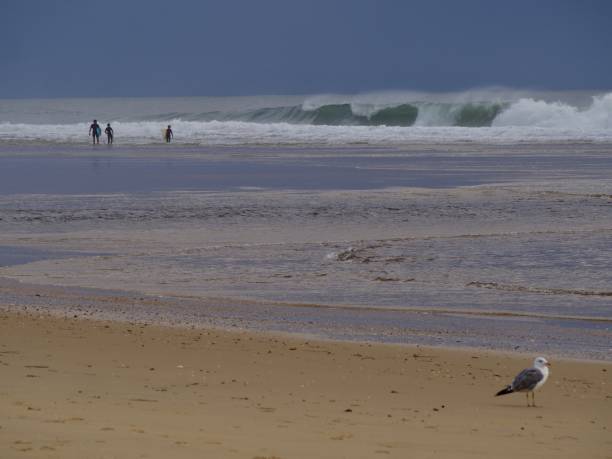 surfers contis Landes stock photo
