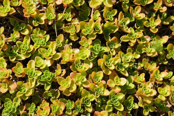 Sedum spurium green succulent plant background